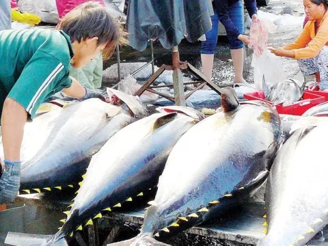 Xuất khẩu cá ngừ lần đầu tăng trưởng dương kể từ đầu năm