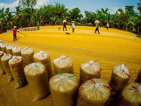 Dự báo về xuất khẩu gạo năm 2024: Thời cơ lớn
