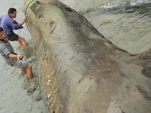 Anh nông dân phát hiện khúc gỗ “đen sì” dài 3,5m, đường kính 70cm bên bờ sông: Chuyên gia khẳng định đó là báu vật đáng giá hàng trăm tỷ đồng