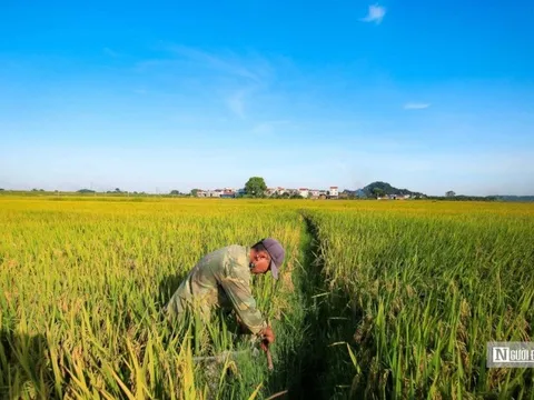 Tăng trưởng GDP ngành nông nghiệp cao nhất trong nhiều năm trở lại đây