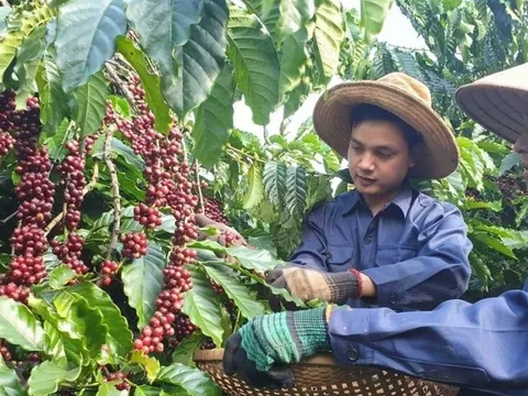 Giá cà phê tăng, dự báo thiết lập kỷ lục xuất khẩu năm 2024