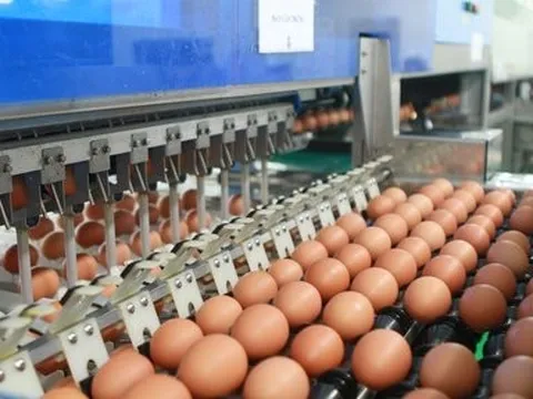 Hạn ngạch thuế quan nhập khẩu 2024 đối với trứng gia cầm và muối