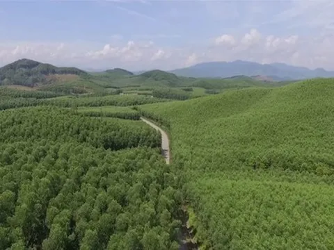 Việt Nam thu gần 1.250 tỷ đồng từ bán chứng chỉ carbon