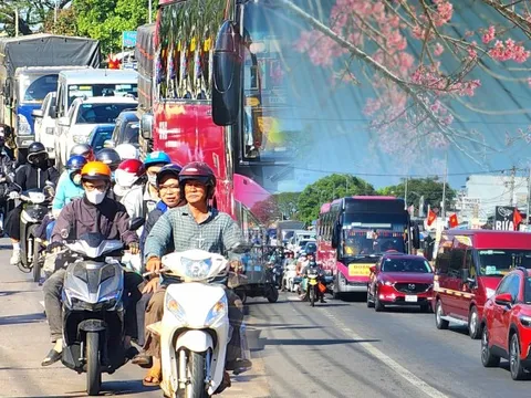 Địa điểm hot nhất lúc này: Đường lên Đà Lạt đông nghịt đúng thời điểm hoa mai anh đào nở rực rỡ