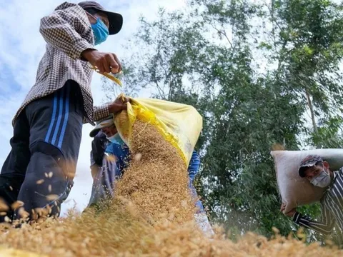 Giá gạo xuất khẩu từ một số "vựa lúa" ở châu Á tăng