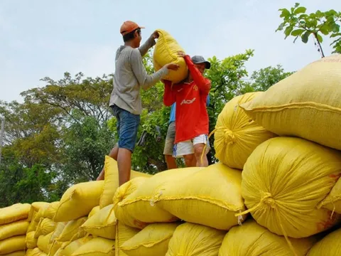 Xuất khẩu gạo đạt kỷ lục gần 4,8 tỷ USD: “Hạt ngọc" đón mùa vàng