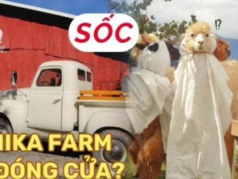 Chika Farm Đà Lạt bất ngờ thông báo đóng cửa dù đông khách, khiến dân tình vô cùng hoang mang
