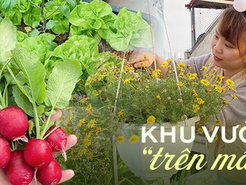 Mẹ 9X biến sân thượng thành khu vườn trồng đủ các loại rau củ quả, thu hoạch được cả dưa bở, thanh long... cả nhà ăn không xuể