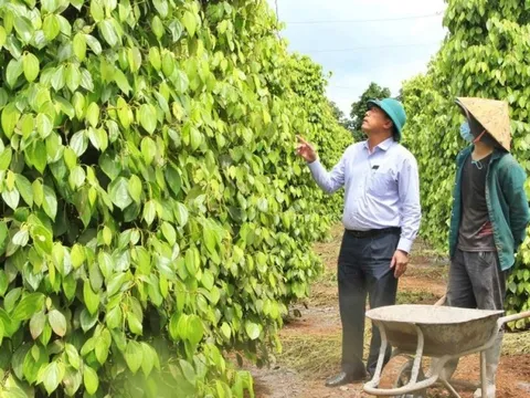 Giá hồ tiêu biến động và bài toán quy hoạch lại vùng trồng