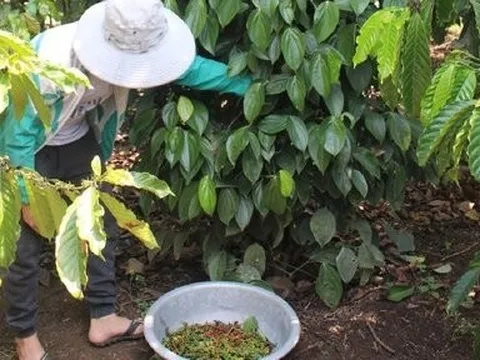 Dự báo xuất khẩu tiêu năm 2024 thuận lợi cả về lượng lẫn giá