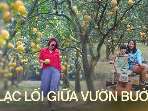 Loại quả "trứng rồng" Tết đến nhà nào cũng mua bày mâm cúng, nay khách được tới tận vườn check in và thu hoạch