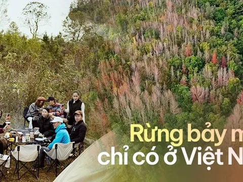 Rừng cây ngũ sắc hot nhất đầu năm nay, nằm ngay vùng chiến trường xưa lừng lẫy của Việt Nam
