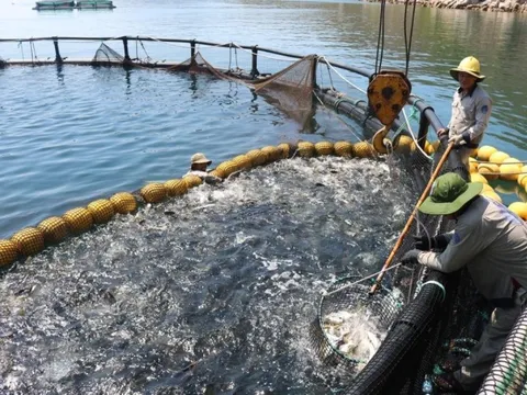 Những xu hướng về thị trường xuất khẩu thủy sản năm 2024