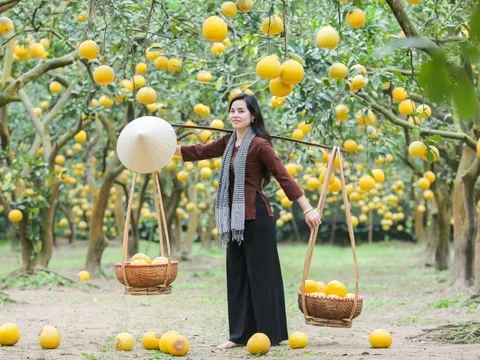 Vườn bưởi Diễn 2.000 gốc chín vàng, thu hút trăm khách đến check-in mỗi ngày