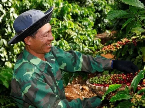 Giá cà phê cao, xu hướng tăng sẽ kéo dài sang đầu năm 2024: Những con số và dự báo
