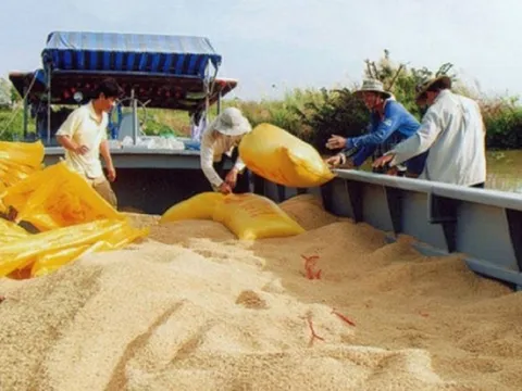 Xuất khẩu gạo của Thái Lan dự kiến giảm: Cơ hội vàng cho "hạt ngọc trời" của Việt Nam