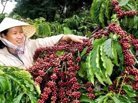 Khan hiếm nguồn cung, giá xuất khẩu cà phê năm 2024 được dự báo ra sao?