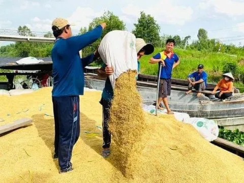 Xuất khẩu gạo đạt gần 8,3 triệu tấn: Tiếp đà "nối" sang 2024