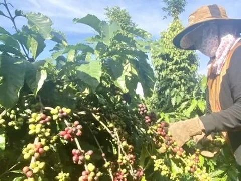 Nông nghiệp Đắk Lắk thu hơn 22.000 tỷ đồng trong năm 2023