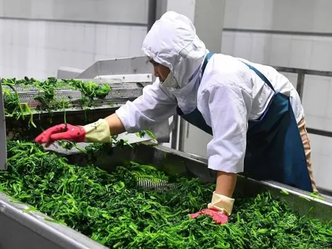 Hướng đến mục tiêu xuất khẩu sản phẩm trồng trọt trên 26 tỷ USD