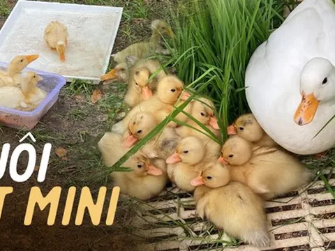 Xu hướng nuôi vịt bé như nắm tay làm thú cưng, nhìn giá tiền nhiều người phải thảng thốt 'hơn cả tháng lương'