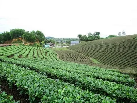 Chuyển đổi tư duy sản xuất chè: Từ chiều rộng sang chiều sâu