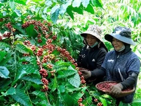 “Quen” cảnh kinh doanh dưới giá vốn, Gia Lai Coffee lại lỗ