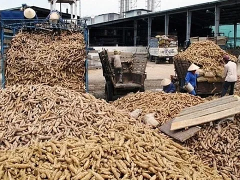 Tận dụng cơ hội, đẩy mạnh xuất khẩu sắn