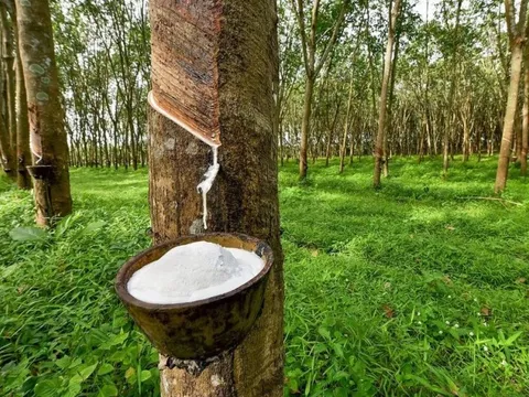 Năm 2023, Cao su Phước Hoà nhận 283 tỷ đồng tiền đền bù đất VSIP III