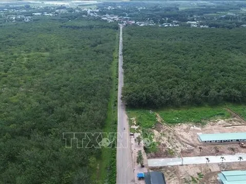 Chậm cưa cắt cao su phục vụ cao tốc Biên Hòa - Vũng Tàu