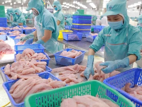 Xuất khẩu cá tra vào các thị trường chính giảm đáng kể