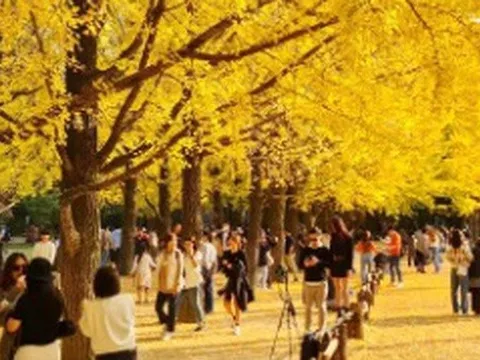 Tour Tết nội địa "thất thế" trước tour nước ngoài vì vé máy bay đắt đỏ