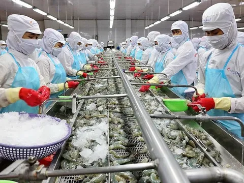 Xuất khẩu tôm đối mặt với nhiều cam go trong năm 2024