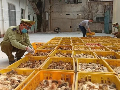 Phối hợp chấm dứt tình trạng nhập lậu gia súc, gia cầm, tôm hùm giống