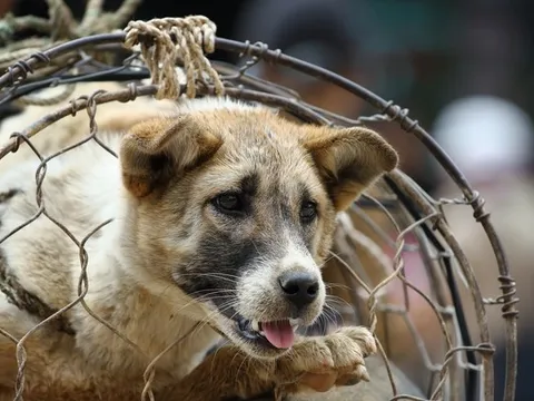 Nhiều người Việt Nam mong muốn cấm buôn bán thịt chó mèo