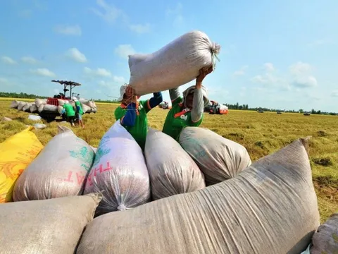 Giá gạo giảm và bài toán quy hoạch thị trường xuất khẩu