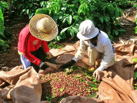 Giá cà phê tăng: Nông dân phấn khởi, doanh nghiệp vừa mừng vừa lo