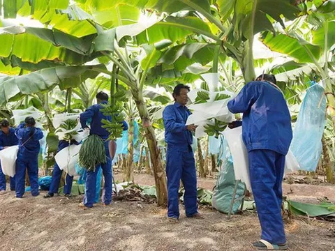 Ứng lời bầu Đức “làm gì còn ruột mà rút”: lỗ lũy kế HAGL Agrico (HNG) lên hơn 8.000 tỷ sau 12 quý lỗ liên tiếp, đối mặt nguy cơ huỷ niêm yết bắt buộc