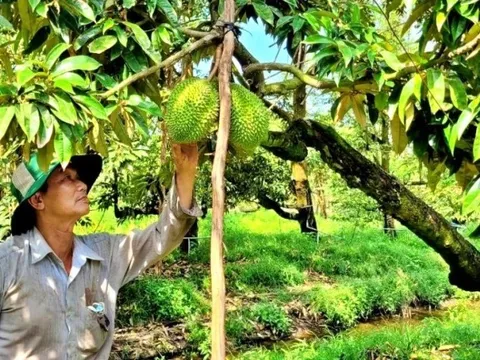 Tiền Giang: Sầu riêng tăng giá cận Tết, khuyến cáo quy hoạch cung cầu