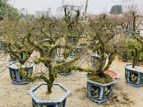 Nhất Chi Mai giá tiền triệu hút khách dịp Tết