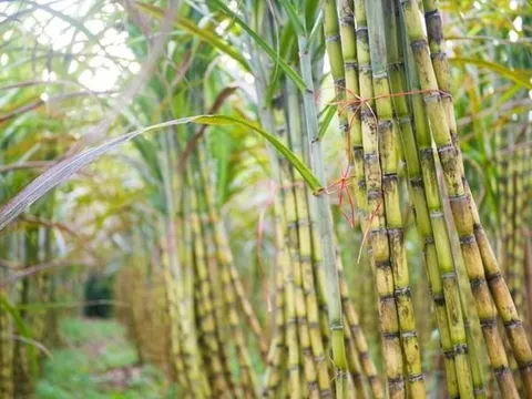 Cụ bà 86 tuổi vẫn chinh chiến công ty nghìn tỷ: Giá cổ phiếu luôn 3 con số, cổ tức đều đặn 50%/năm nhưng DN vừa đánh mất chuỗi lãi trăm tỷ/quý