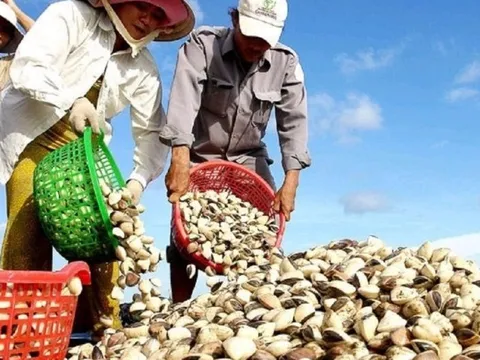 Hà Tĩnh thu nhập hơn 53 tỷ đồng từ nuôi nhuyễn thể