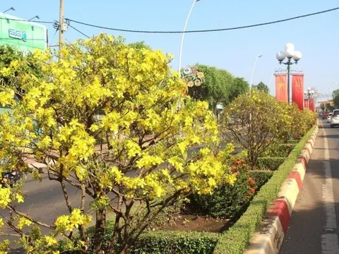 Bà Rịa - Vũng Tàu: Ngắm đường mai khoe sắc rực rỡ trên dải phân cách