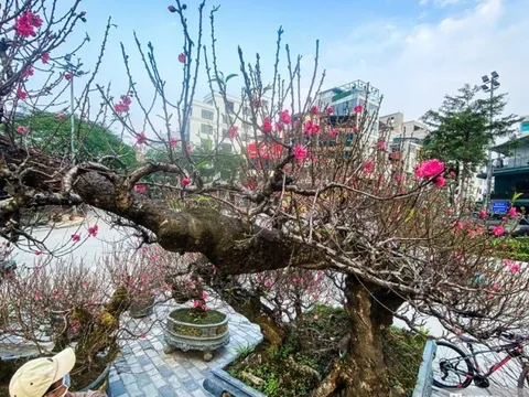 Ngắm đào khổng lồ cổ thụ, cho thuê giá cả 100 triệu đồng