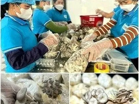 Người trồng nấm bội thu mùa Tết