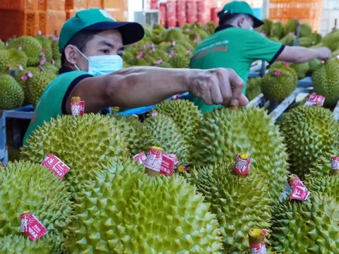 Xuất khẩu rau quả năm 2024: Dự báo mang về 6,5 tỷ USD