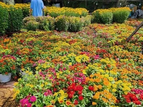 Bình Thuận: Rộn ràng sắc xuân chợ hoa Tết Giáp Thìn 2024