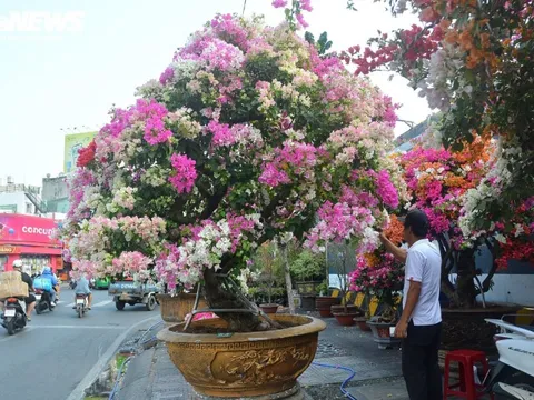 TP.HCM: Hoa giấy trăm triệu đồng khoe sắc, chờ khách 'rước' về chơi Tết