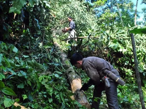 Khát vọng đổi đời cùng cây “đặc sản” trên đất Quế Phong