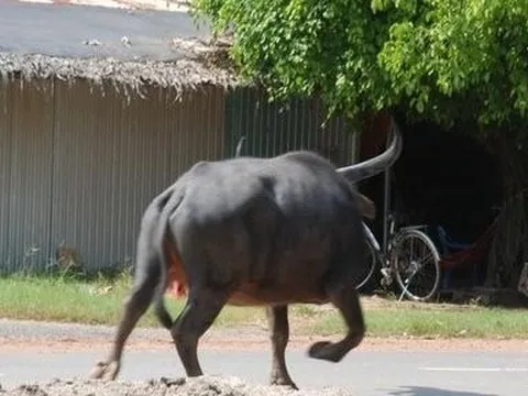 Trâu "điên" húc một người tử vong, 2 người bị thương